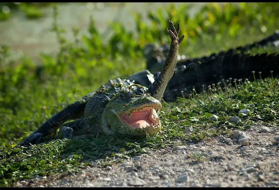 Responses to See You Later Alligator