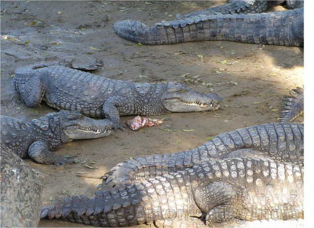 Responses to See You Later Alligator